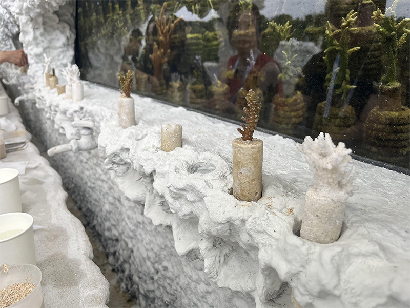 サンゴから考える、わたしたちの未来